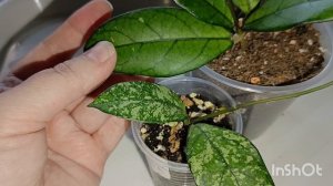 Мои новинки хой