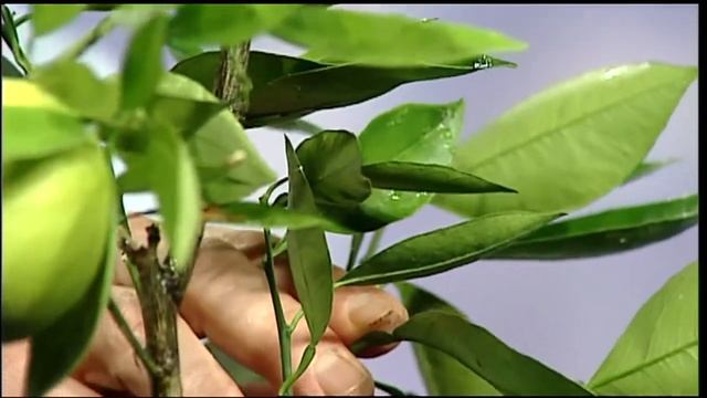 Mass Appeal Grow your own citrus plants at home! смотреть онлайн