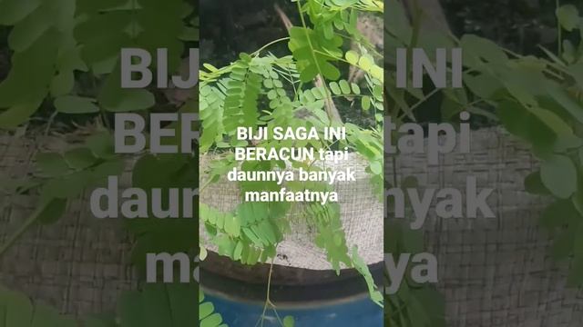 Manfaat pohon saga yang langka смотреть онлайн