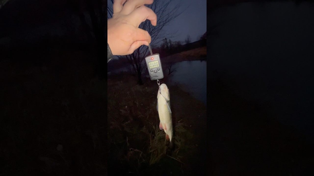 Ночной Голавль  #рыбалка#голавль#рыба#shortvideo#fishing#youtubeshorts#youtube#vidio#видио#reels