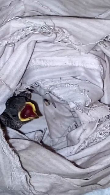 Птенец воробья. Sparrow's chick смотреть онлайн