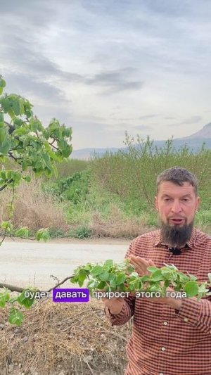 Не укорачивайте ветви пока не посмотрите это видео