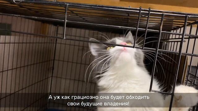 ПРИНЦЕССКА смотреть онлайн