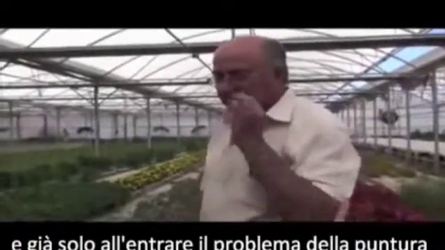 eryngium смотреть онлайн