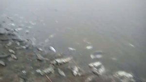 Великий директор Дикуха Игорь Михалыч