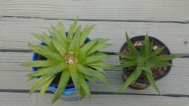 Haworthia Succulent Propagation (with updates) смотреть онлайн