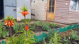 Рябчик королевский никаких секретов