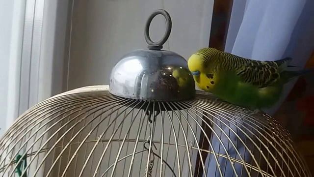 Попугайчик Петруша 2016 год смотреть онлайн