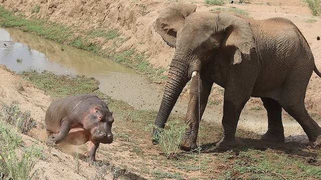 6 Animals That Could Defeat a Hippo смотреть онлайн