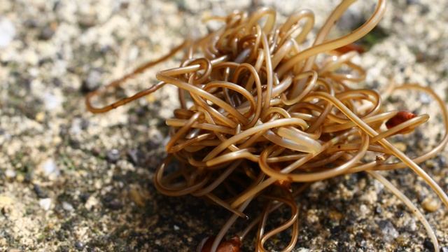 Horsehair Worms смотреть онлайн