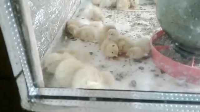 Суточные перепелята.🐣🐣🐣