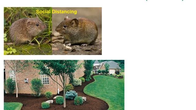 Controlling Garden Wildlife--Voles and Moles