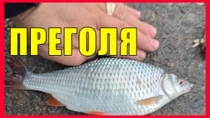 Плотва, прегольский не сахарные условия