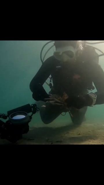 A spider crab tangled in a squid jig & fishing line needed help смотреть онлайн