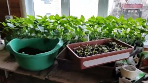 Гостевой дом и сарай для курей