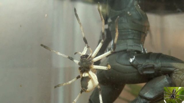 Large Desert Huntsman Spider Cerbalus Aravaensis смотреть онлайн