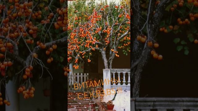 Хурма#пользахурмы#хурма#shorts#витамины#2023#ягода#пп#здоровыйобразжизни#живаяеда#растительнаяеда🥭🍊