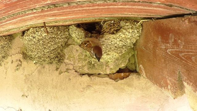 Воробей полевой 160507 1 в гнезде воронка pa160528 13 0001 смотреть онлайн