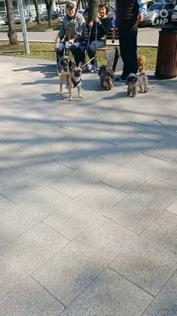 Той пудель любовь детей