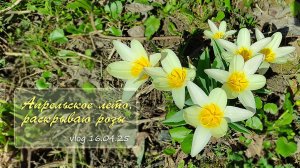 Снова на даче. Апрельское лето, раскрываю розы / Vlog Дача как есть 16.04.2025