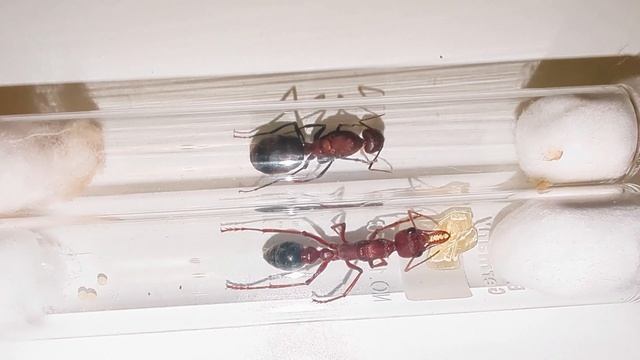 Camponotus angusticollis (China) vs Myrmecia brevinoda (Australia) 30.06.2024 смотреть онлайн