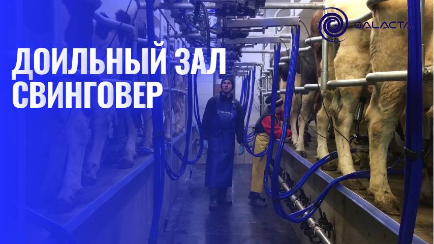 Доильный зал «СВИНГОВЕР 2х10» с командоконтроллерами Kompas 500. ООО ГАЛАКТА