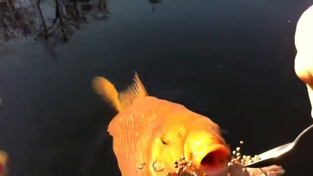 Жадного Чагоя кормят с ложечки