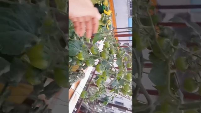 巧克力番茄，Chocolate cherry tomato смотреть онлайн