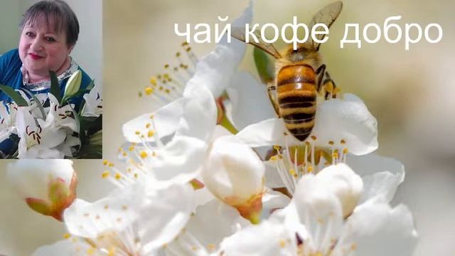 Стрим+Бот ,знакомство общение смотреть онлайн