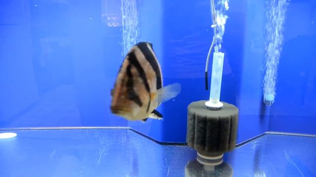 Thai Widebar D. Pulcher & African Scat - 05232012 смотреть онлайн