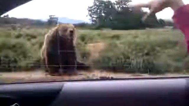 Дружелюбный мишка смотреть онлайн