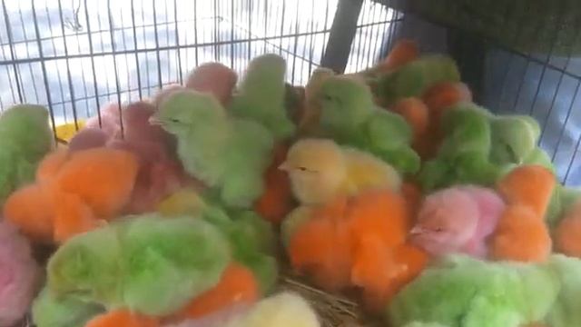 Циплята смотреть онлайн