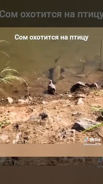 СОМ ОХОТИТСЯ НА ГОЛУБЯ смотреть онлайн