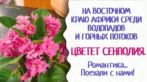 Цветущая фиалка! Узнайте, как за ней ухаживать, чтобы она цвела весь год. Прекрасная Гузалия