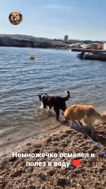 Бездомный пес переехал во Францию