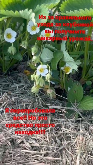 Супер средство для подкормки клубники!!!! смотреть онлайн