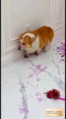 НЕ ВИНОВАТАЯ Я!!!