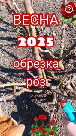 Розы после зимы. Обрезка.