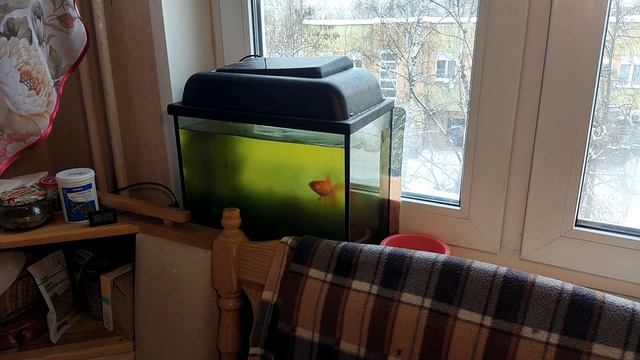 Очистка воды в аквариуме от зелени за 18 часов за 50 рублей смотреть онлайн