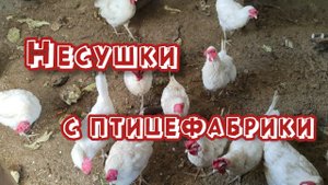 Куры #несушки с птицефабрики. Ответы на вопросы
