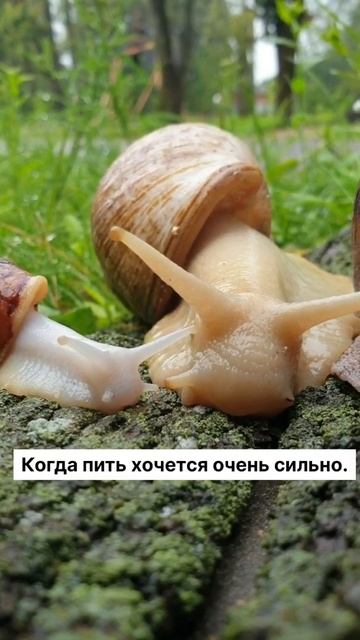 #shorts #snail #улиточнаяферма #snailpark #интересныйфакт #ферма #farm #экотуризм #интересно #шок смотреть онлайн