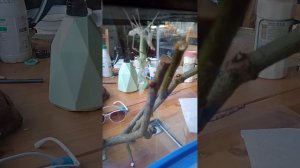 богомол линяет появились крылья. возраст 2 месяца и 1 неделя.