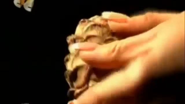 кедропласт
