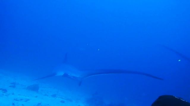 Thresher Shark Diving Malapascua смотреть онлайн