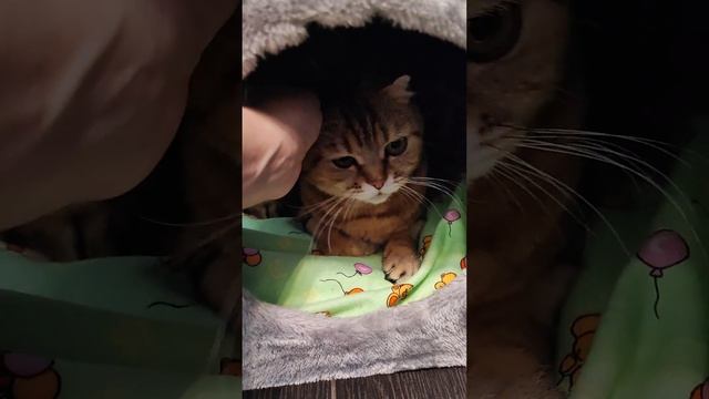 Моё пушистое счастье🥰🤗❤️ смотреть онлайн