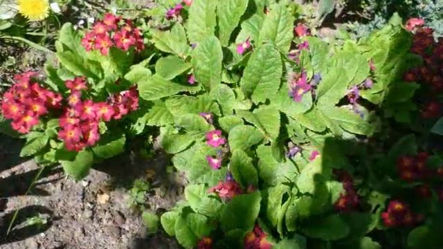 Майская коллекция смотреть онлайн