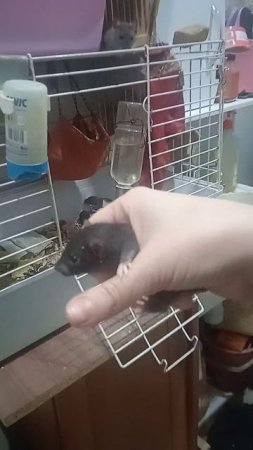 Попался крысёныш! 🐀🐀🐀😅😆😂