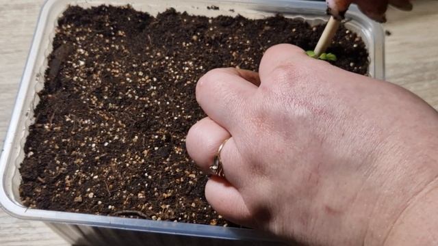 Как пересаживать лаванду. Пикировка лаванды смотреть онлайн