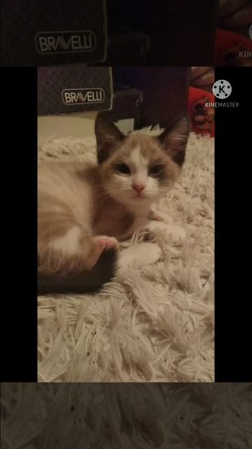 это моя сиамская кошка её зовут Маруся смотреть онлайн