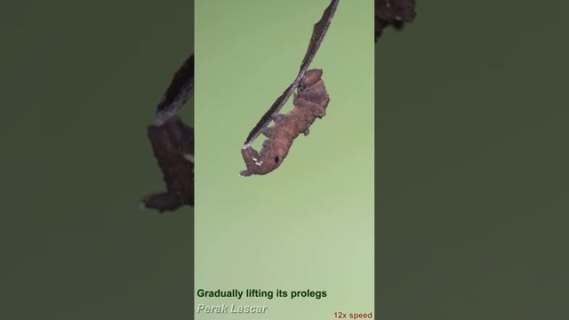 How a Perak Lascar caterpillar becomes a hanging pre-pupa смотреть онлайн